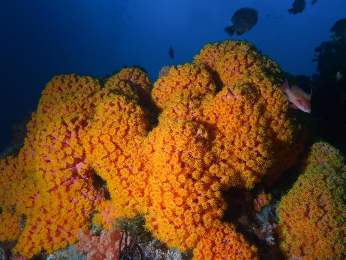 Blue Bay Divers Likupang Bangka Εξωτερικό φωτογραφία