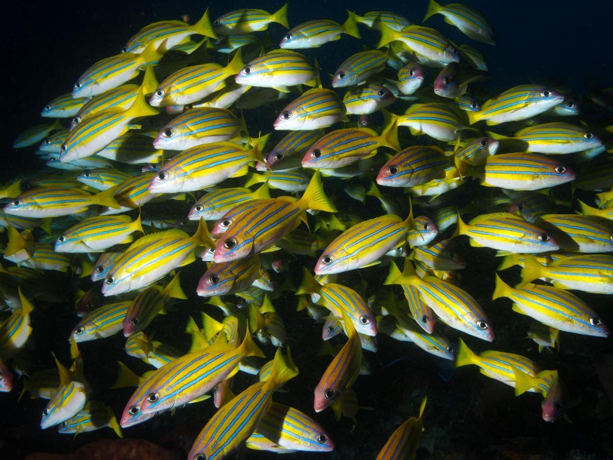 Blue Bay Divers Likupang Bangka Εξωτερικό φωτογραφία